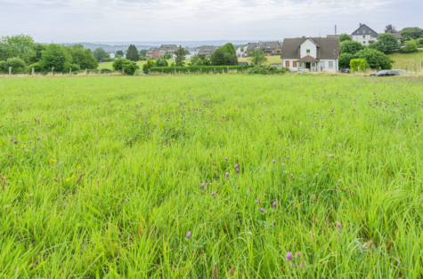 Ein Traum für Tierliebhaber – Ein- bis Zweifamilienhaus mit ca. 9.124 m² Land - Weide (70668)